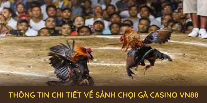 Thông tin chi tiết về sảnh chọi gà casino VN88