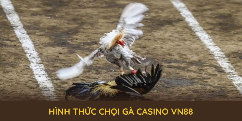 Khám phá những điểm mạnh độc đáo của sảnh chọi gà casino VN88
